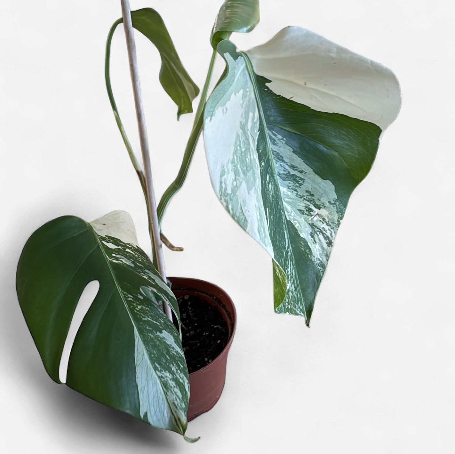 6" Monstera Albo