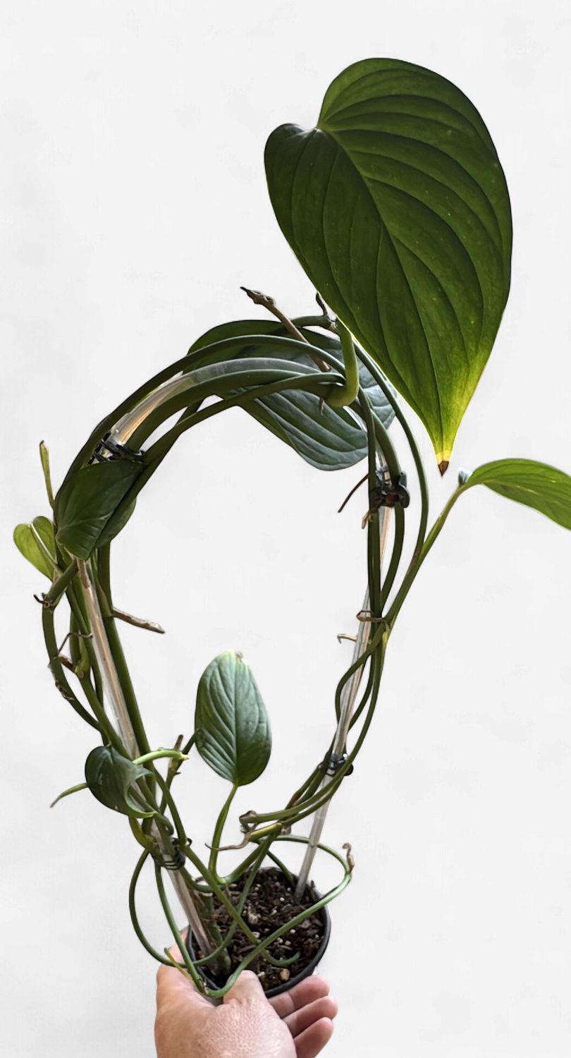 4" Monstera Lechleriana