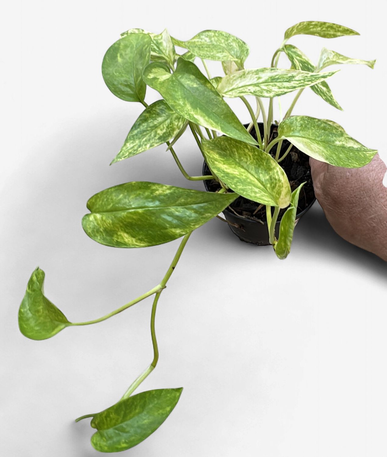 4" Epipremnum (Pothos) Neon Queen