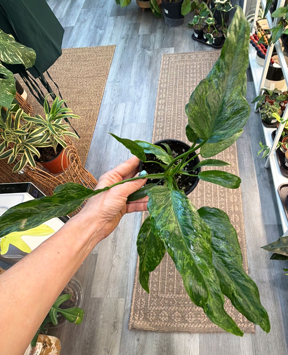 4" Philodendron Lime Fiddle Variegated