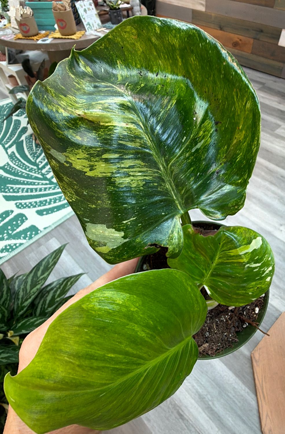 4" Philodendron White Wizard Tricolor