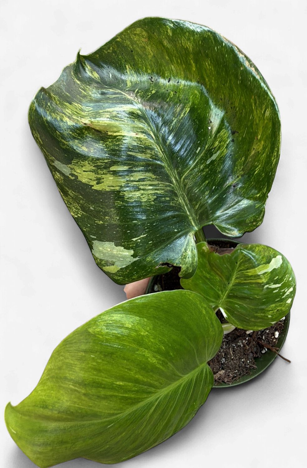 4" Philodendron White Wizard Tricolor