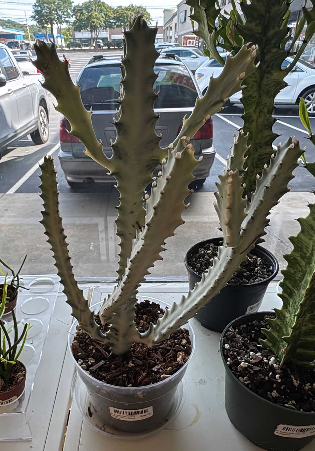 6" Euphorbia Lactea Dragon Bone 'Ghost Cactus'