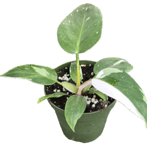 4" Philodendron White Princess