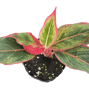 4" Aglaonema Aurora Siam