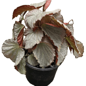 4" Begonia Two Face