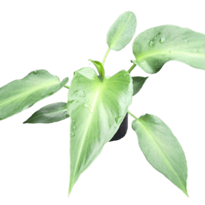 4" Philodendron Rugosum