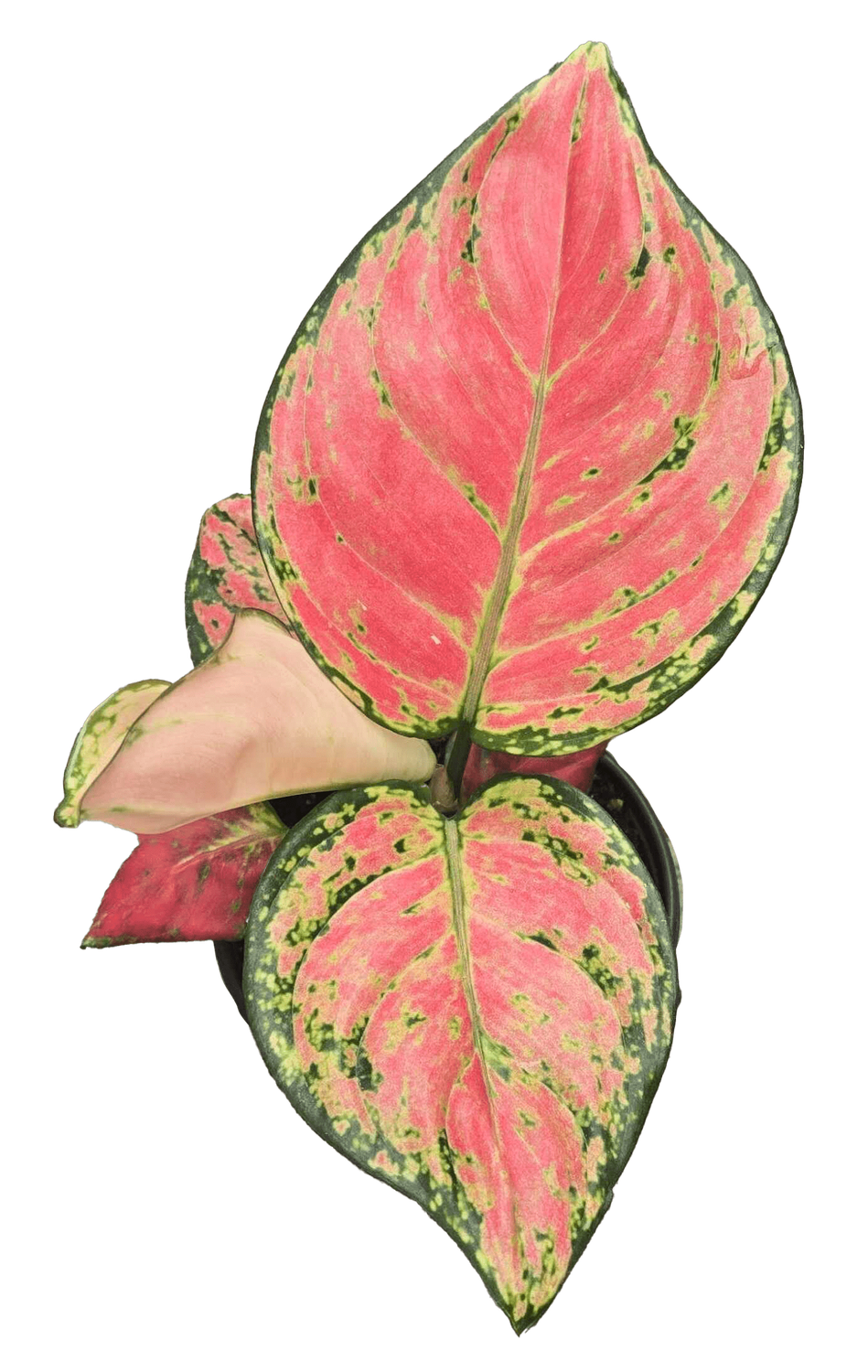 4" Aglaonema Diamond Red