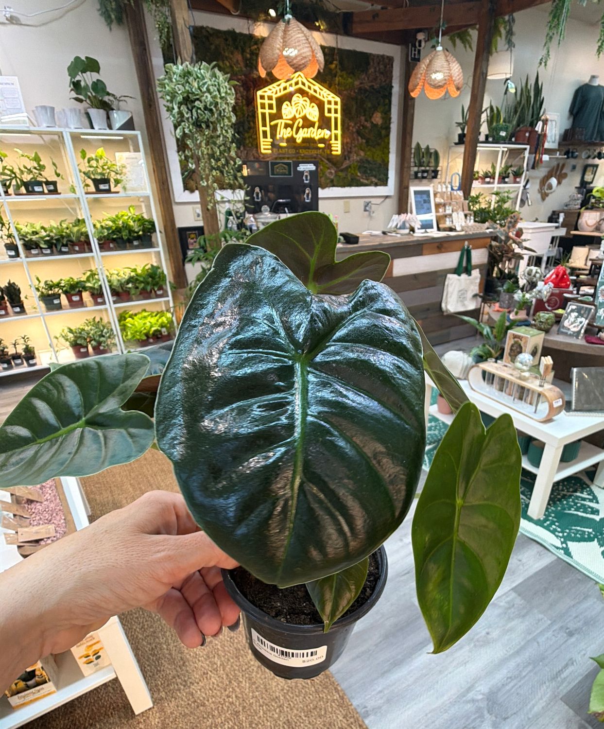 4" Alocasia Golden Bone