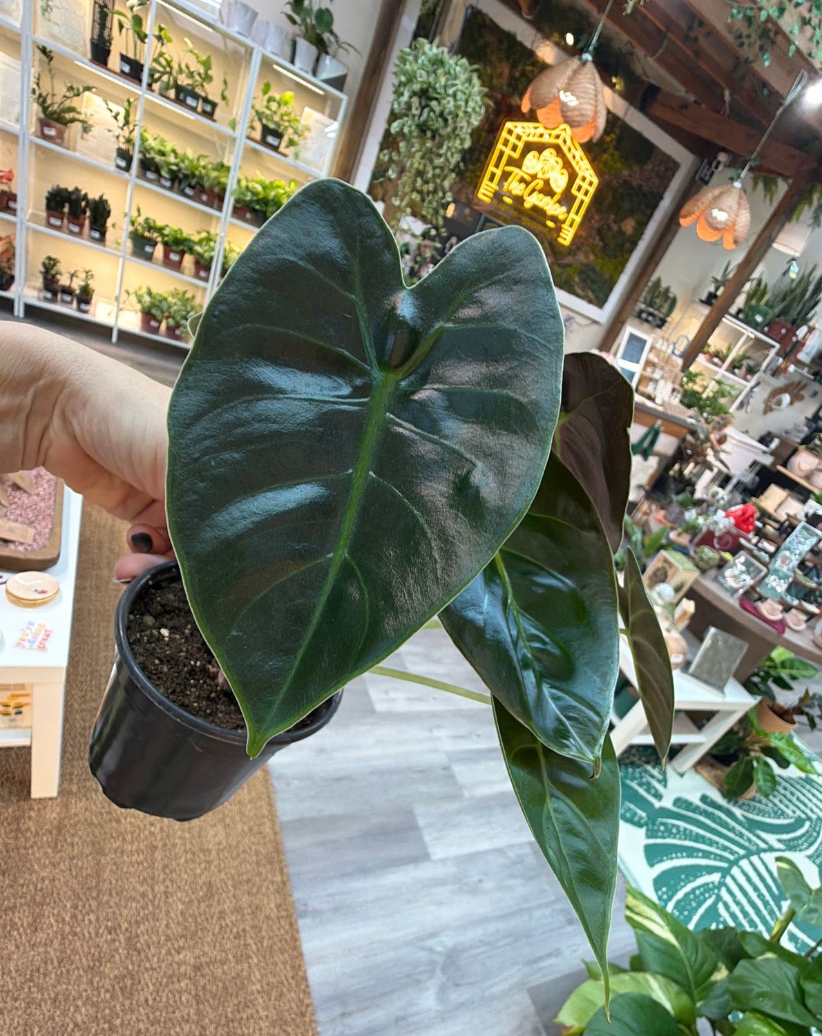 4" Alocasia Golden Bone