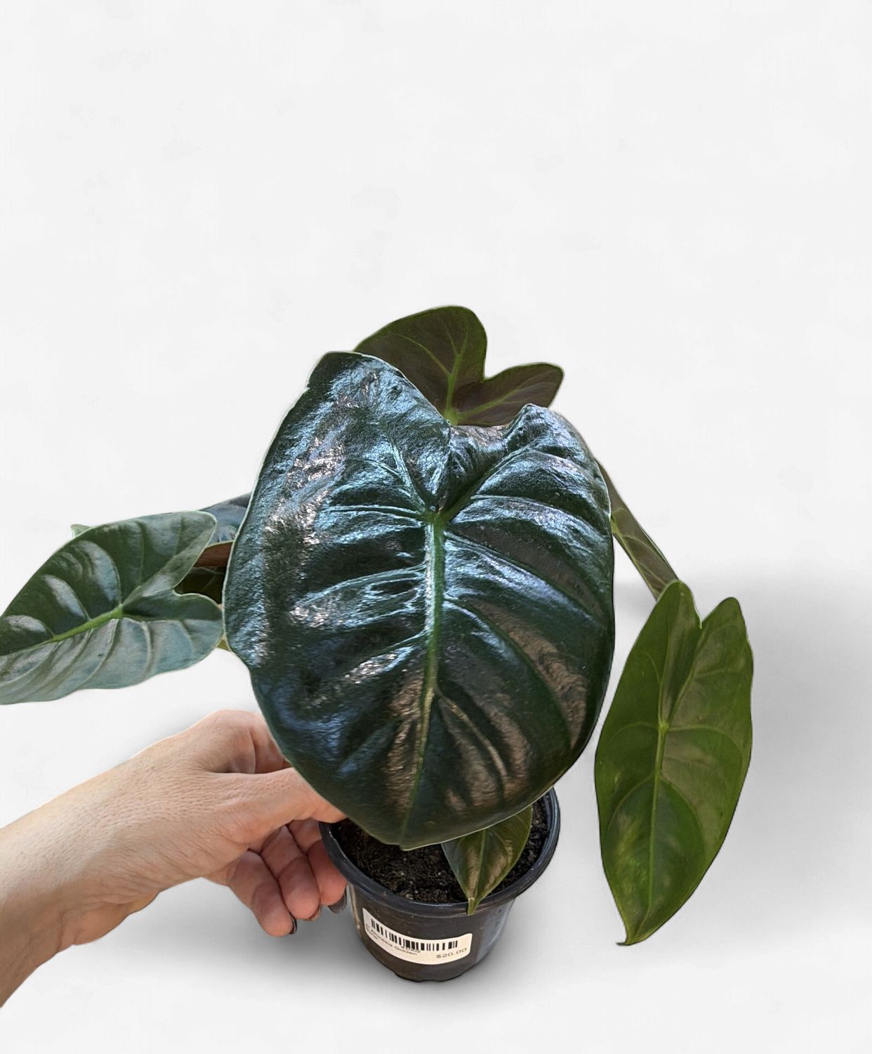 4" Alocasia Golden Bone
