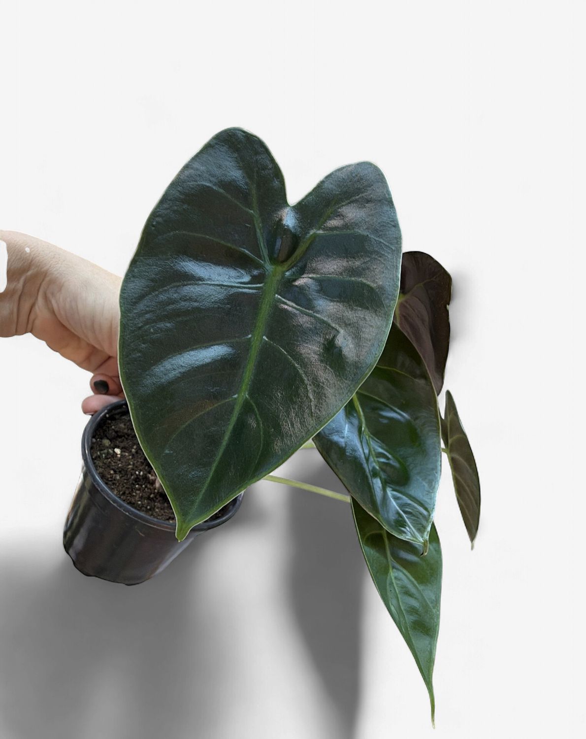 4" Alocasia Golden Bone