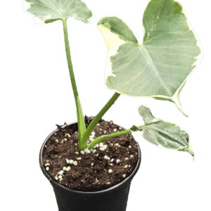 4" Alocasia Mickey Mouse (Xanthosoma albo variegata)
