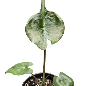 4" Alocasia Stingray