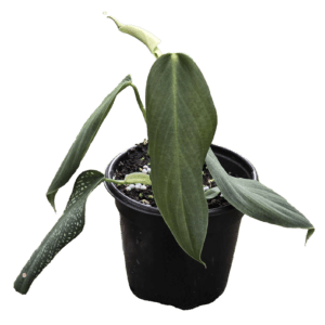 4" Philodendron Gigas