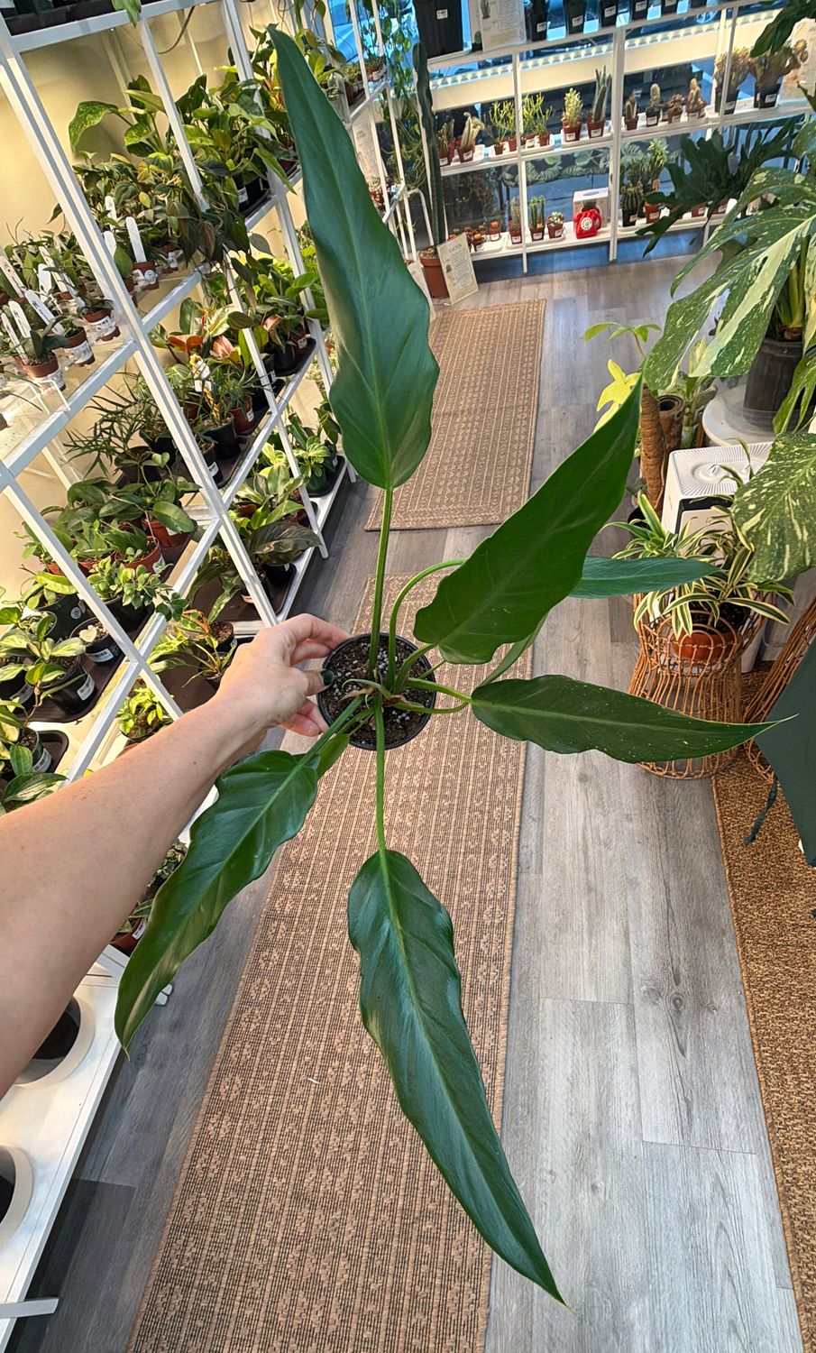 4" Philodendron Pluto