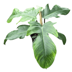 4" Philodendron Squamiferum