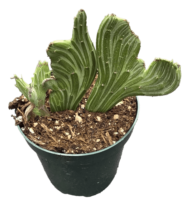 4" Senecio Kleinia Cristata