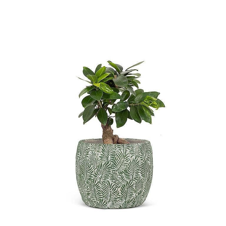 Green Leaf Planter: Medium (7"D)