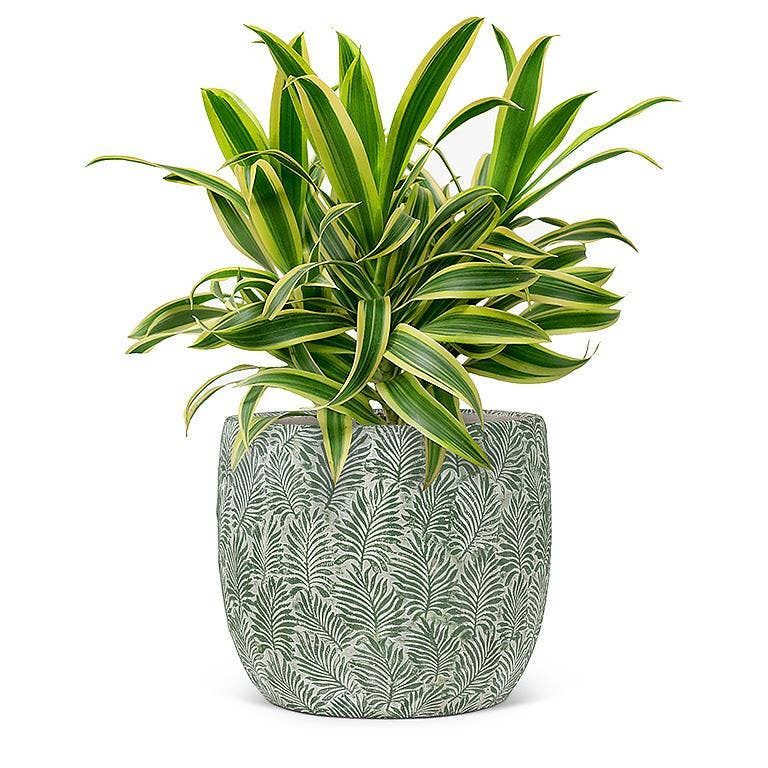 Green Leaf Planter: Medium (7"D)