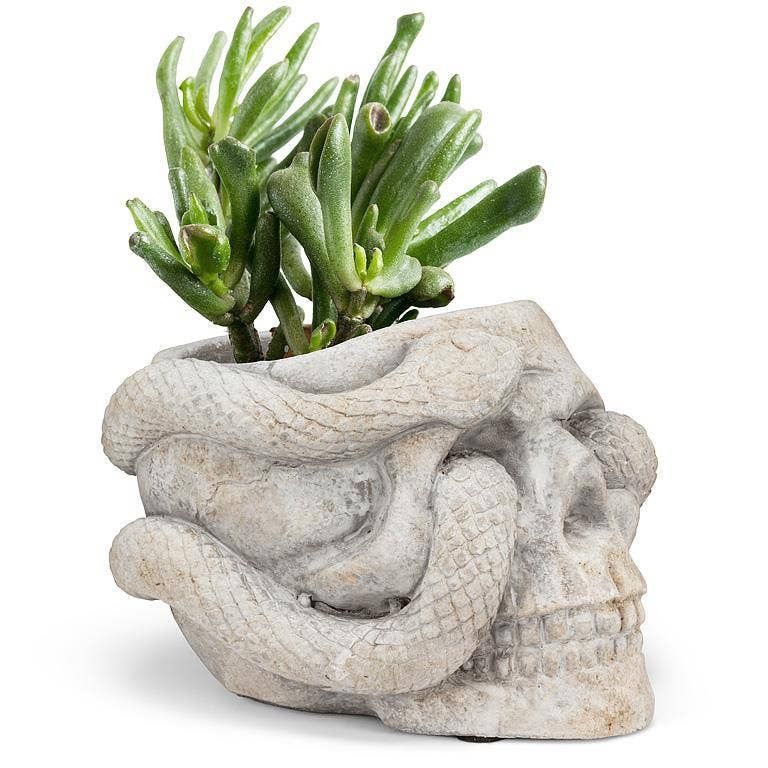 Small Skull Planter with Snake-4.5"H