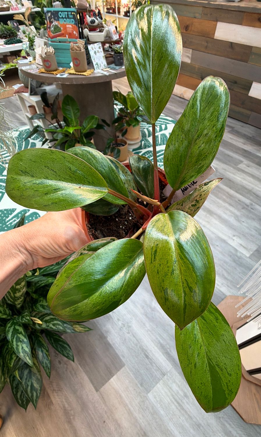 4" Philodendron Congo Mint Marble
