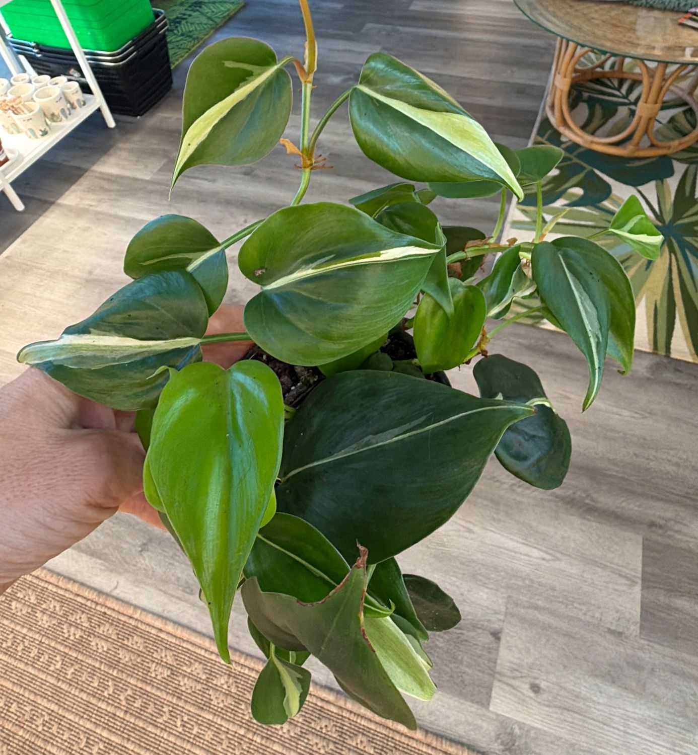 4" Philodendron Silver Stripe