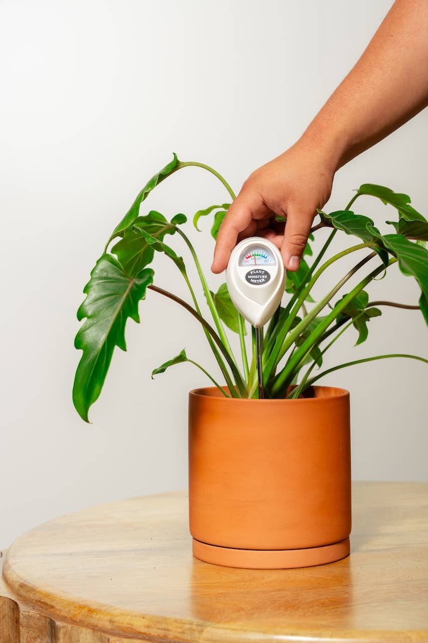 Moisture Meter White