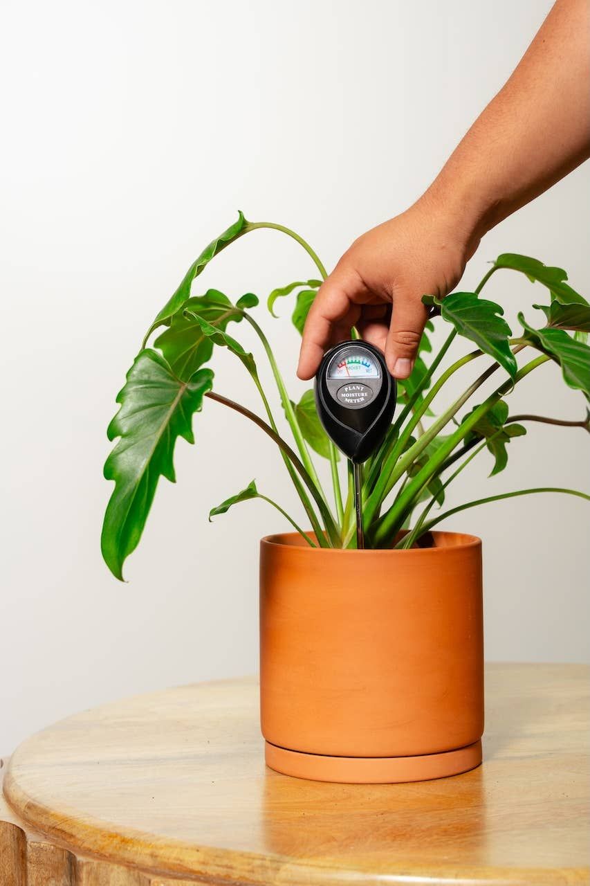 Moisture Meter (Black)
