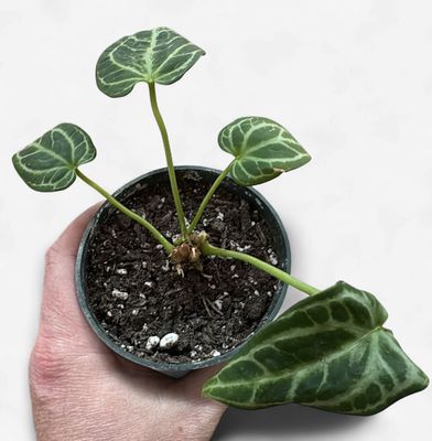 4" Anthurium Crystallinum 'Silver Blush'