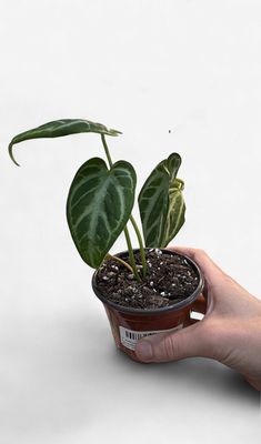 3" Anthurium Crystallinum 'Silver Blush Mint'