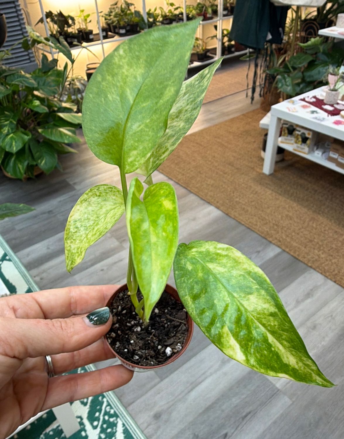 2" Epipremnum (Pothos) Neon Queen