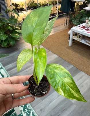 2" Epipremnum (Pothos) Neon Queen