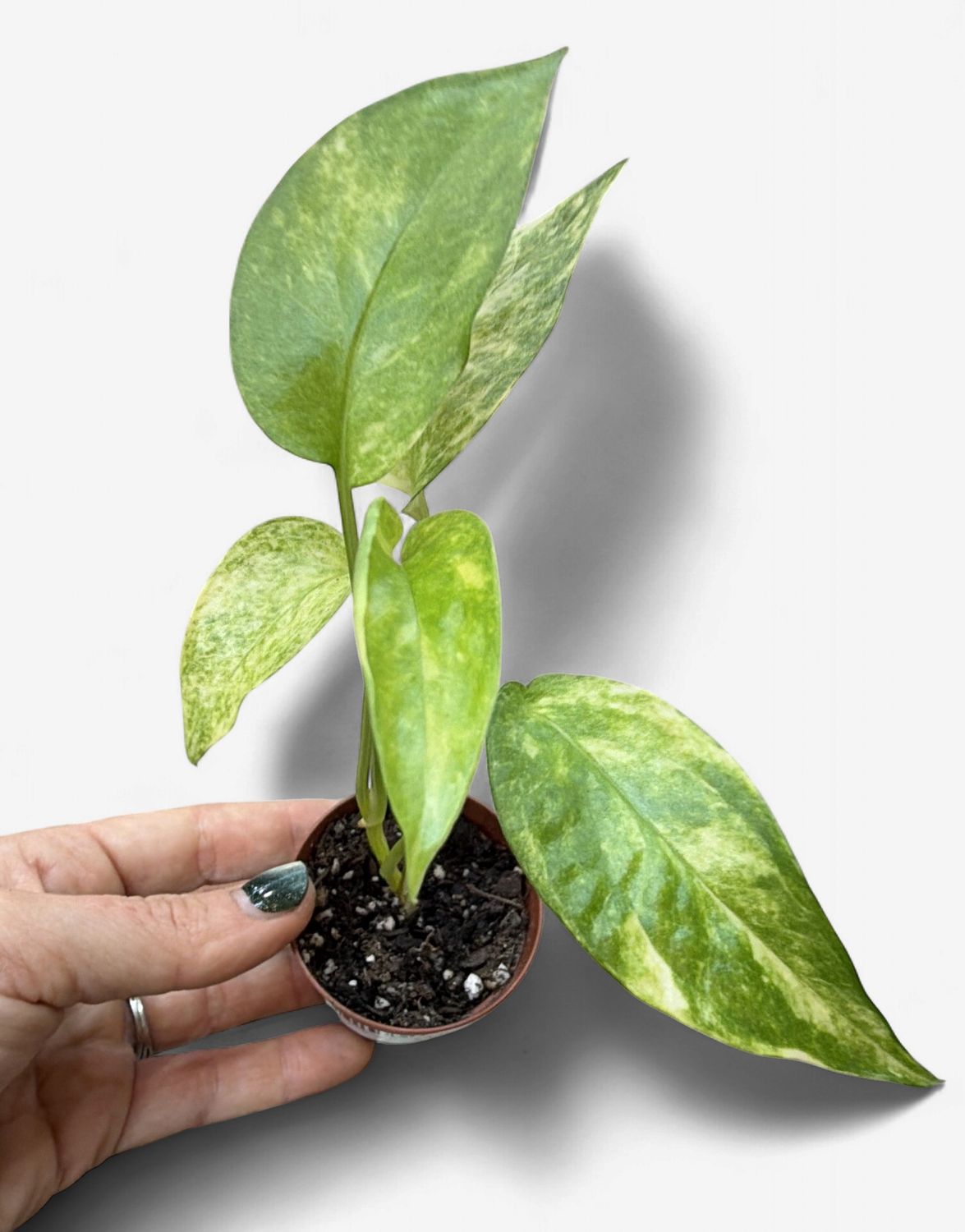 2" Epipremnum (Pothos) Neon Queen