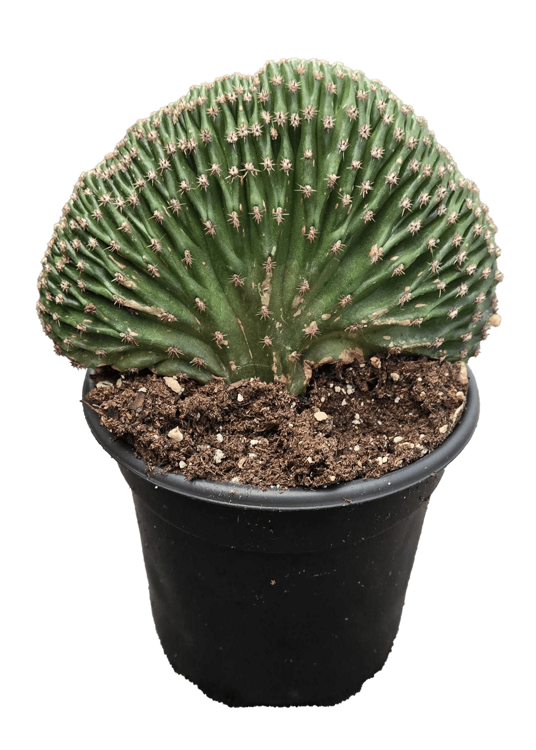 4" Echinopsis Arachnacantha Cristata