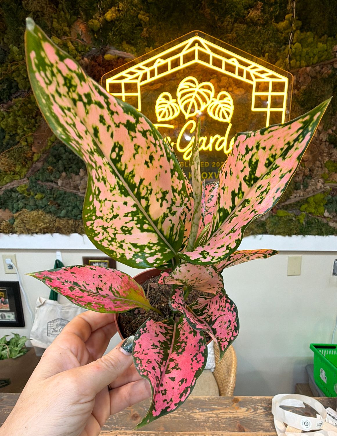 4" Aglaonema Light Pink Triphet