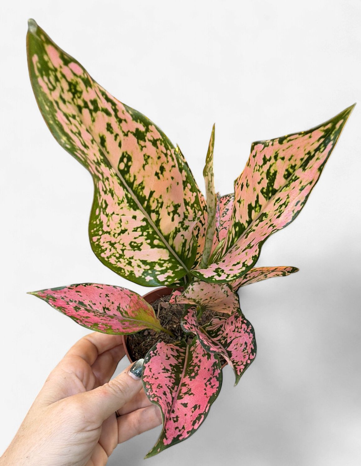 4" Aglaonema Light Pink Triphet