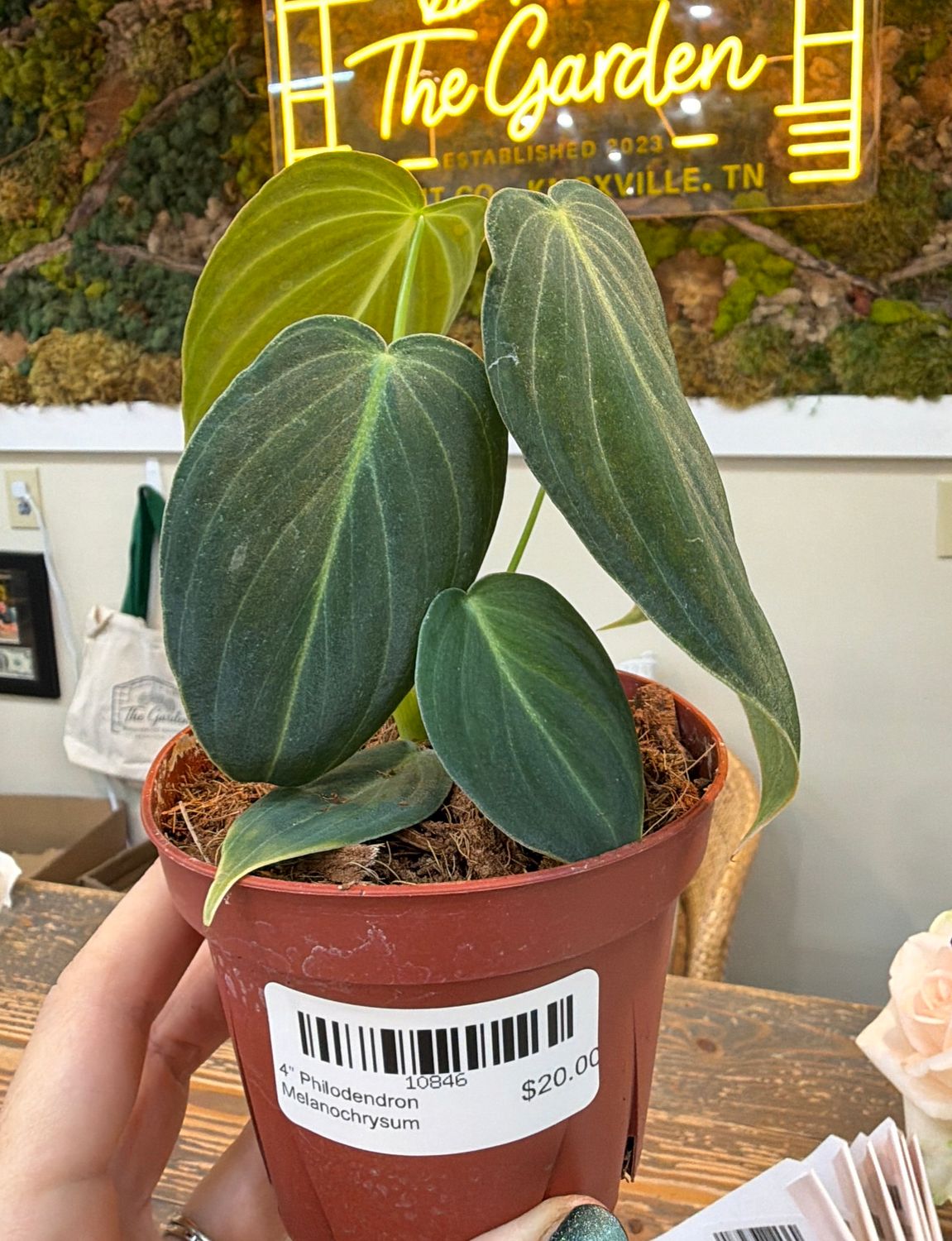4" Philodendron Melanochrysum