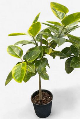 8" Ficus Altissima