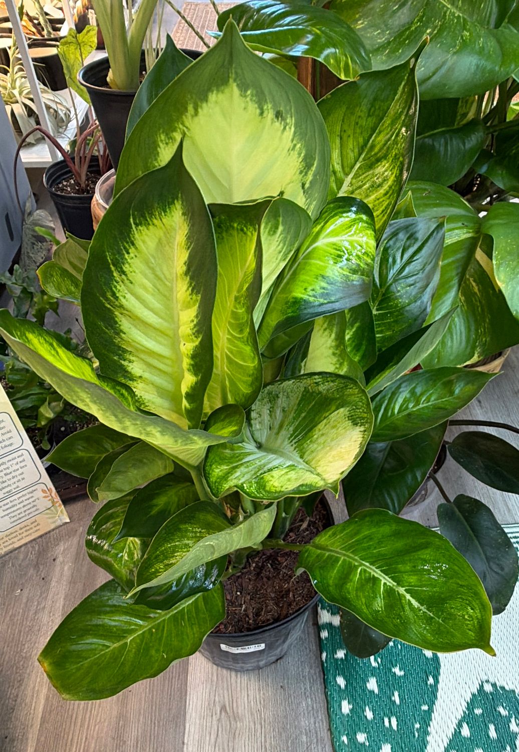 8" Dieffenbachia Tropic Marianne