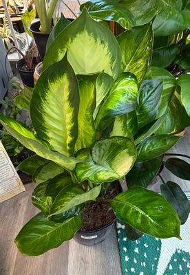 8" Dieffenbachia Tropic Marianne
