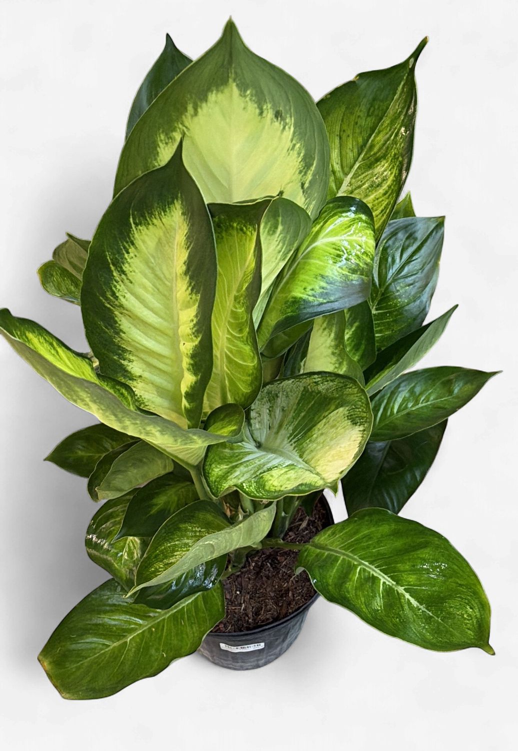 8" Dieffenbachia Tropic Marianne