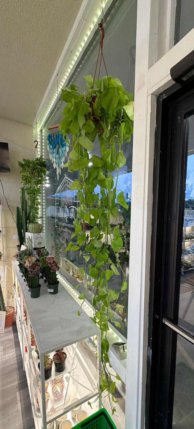 8" Neon Pothos Hanging Basket