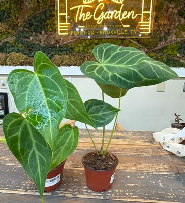 4" Anthurium Regale Hybrid