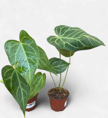 4" Anthurium Regale Hybrid
