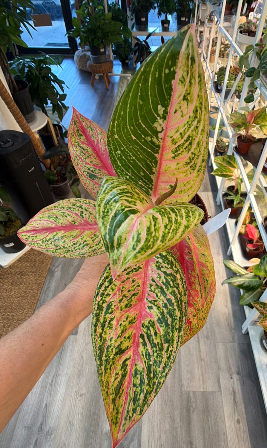 4" Aglaonema Legacy Red