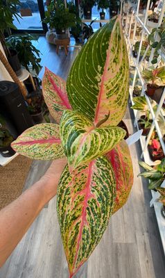 4" Aglaonema Legacy Red
