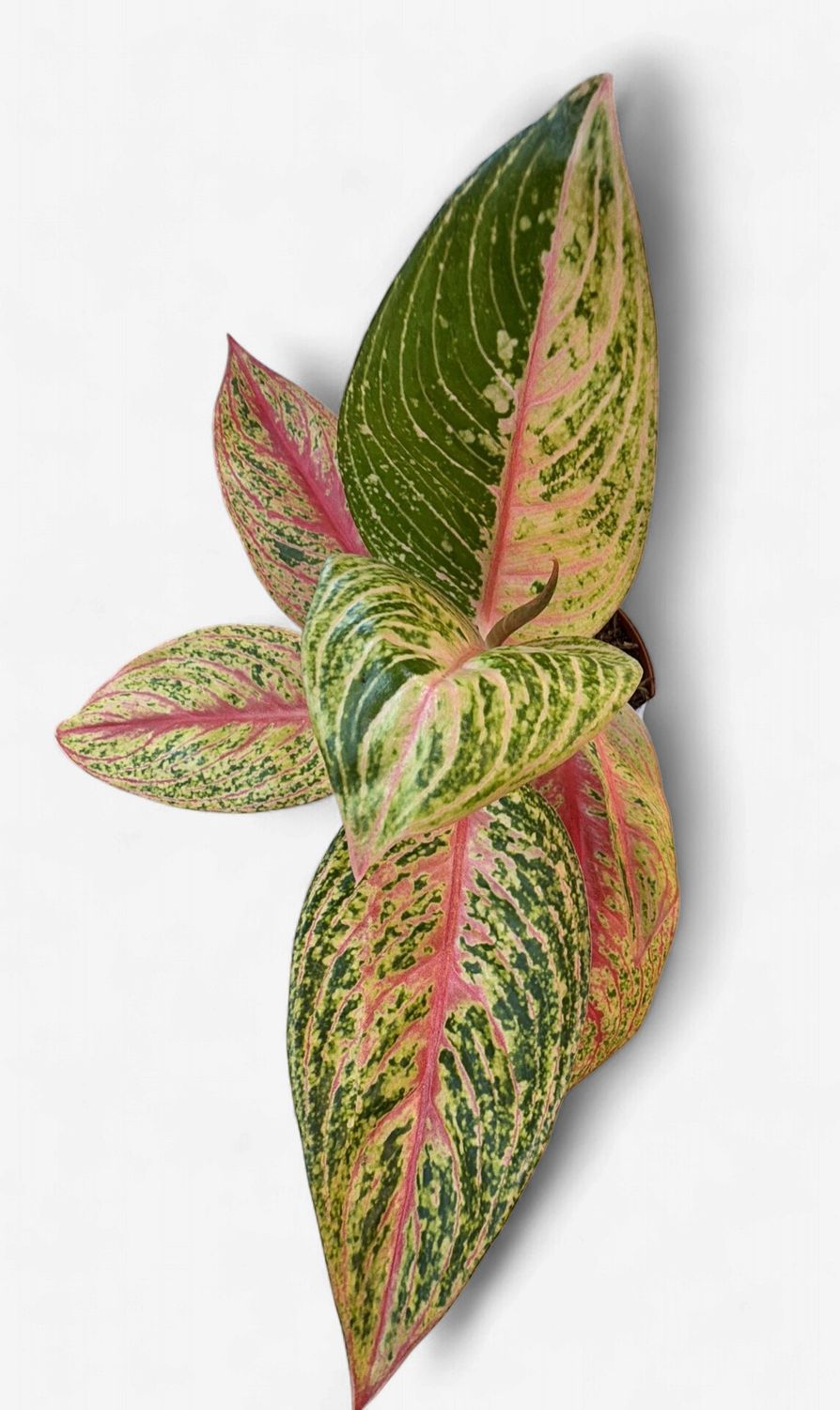 4" Aglaonema Legacy Red
