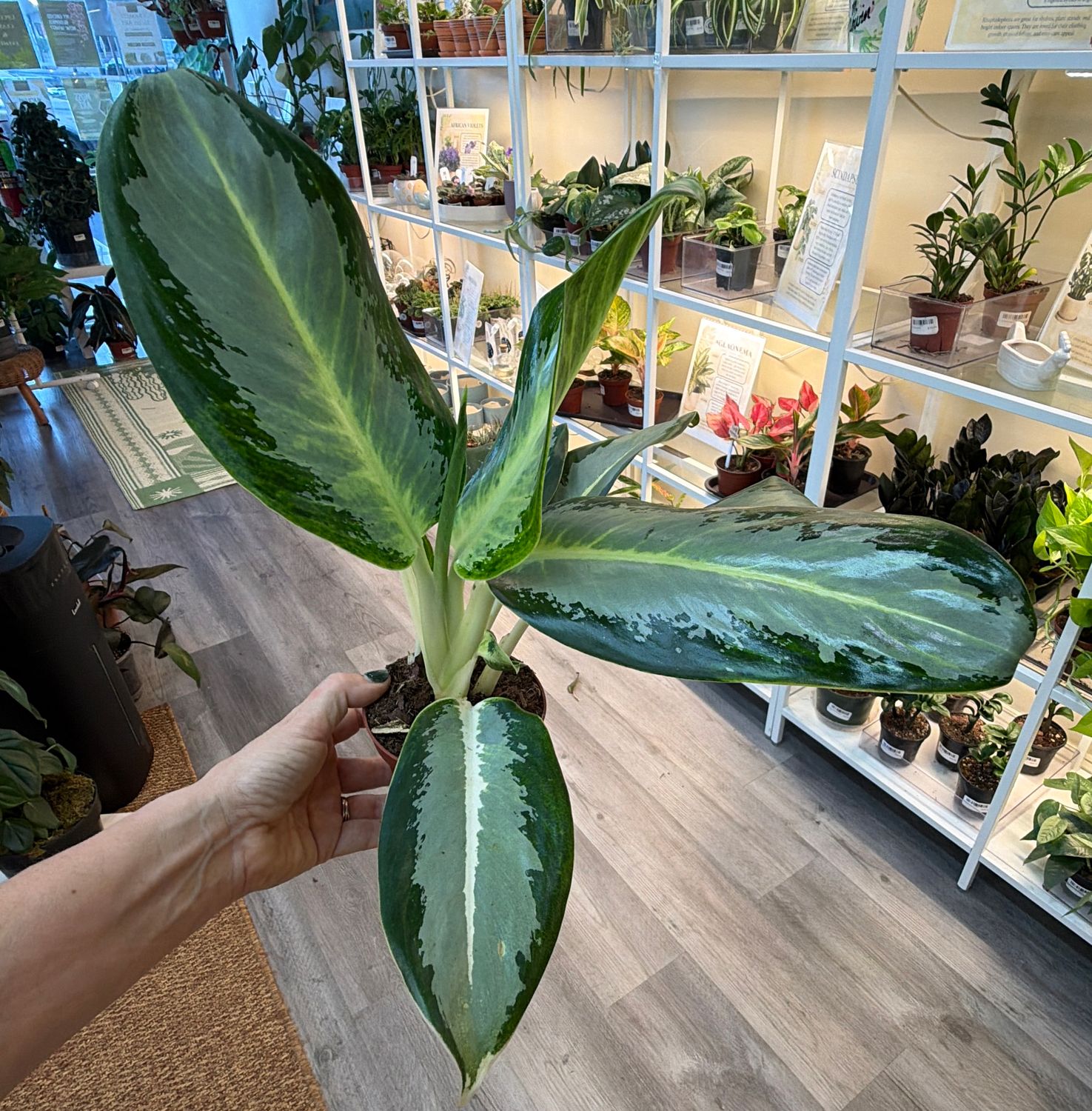 4" Aglaonema Green Bowl