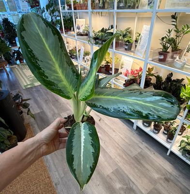 4" Aglaonema Green Bowl